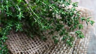 آویشن در طب سنتی