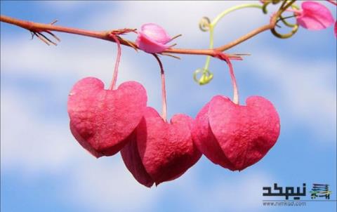 10 شاهکار برای شاد نگهداشتن زندگی زناشویی