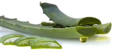 آلوئه ورا سرشار از مواد مغذی 