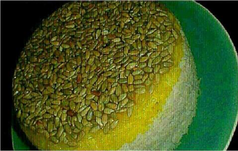 ته دیگ تخمه آفتابگردان
