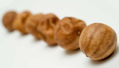  درباره لیمو عمانی چه می دانید؟
