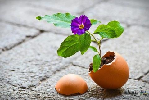 تصاویر جذاب از سفره هفت سین و شمع تزیینی