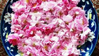  معجزه گل محمدی (گلسرخ) با خواص اعجاب آور