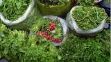 روش تازه کردن سبزی های پژمرده